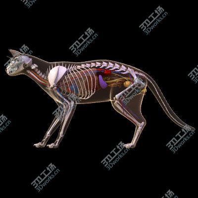 images/goods_img/2021040232/Cat anatomy/1.jpg